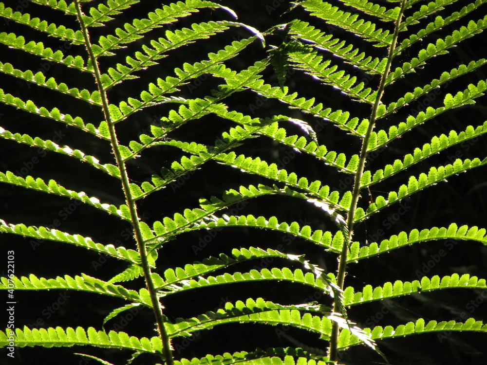 Fototapeta premium fern leaf background