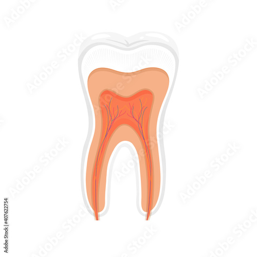 Tooth anatomy vector dental. Tooth Medical Illustration.