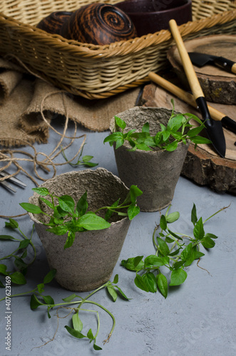 Vertical image.Concept of gardening, spring season and planting.Closeup of peat pots, green seedlings, garden tools on the grey desk