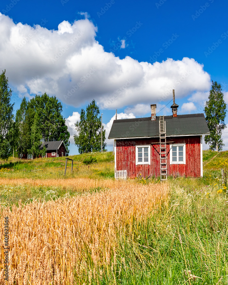 Rural landscape with yellow rye field and small red wooden houses in ...