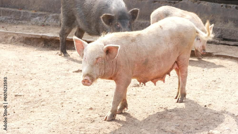 View of three pigs standing, View of pinkish female pig View of three pigs standing, View of pinkish female pig