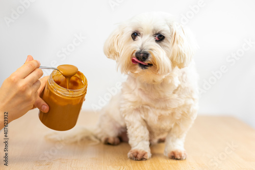 Maltese bichon eating peanut butter. photo