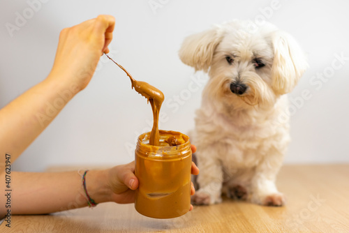 Maltese bichon eating peanut butter.