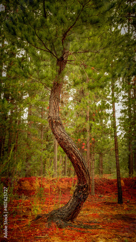 Bent tree in Woodlands 