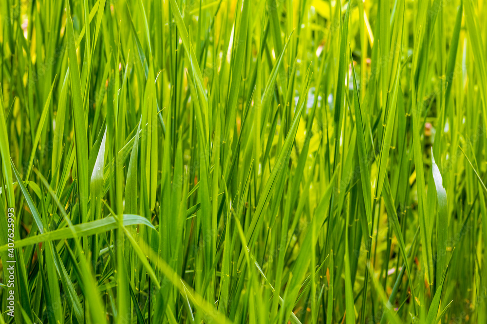 Thick tall green grass in sunny weather, grass background Thick tall green grass in sunny weather, grass background