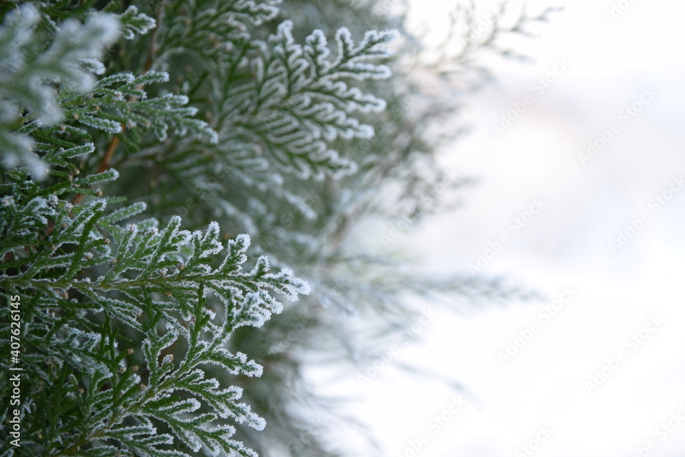 Thuja frozen branches, hoarfrosted green leaves on snow white background with copy space, christmas background
