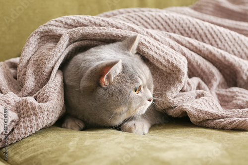 Cute grey cat under warm plaid at home