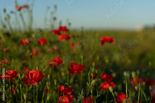 Red poppies on a field of flowers on a sunny summer day