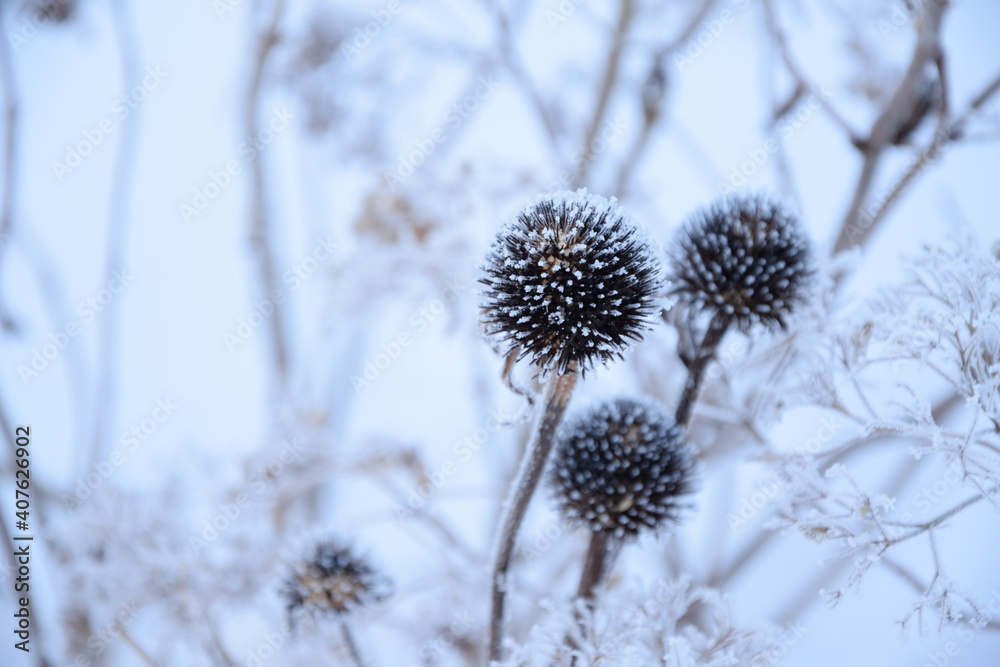 Echinacea and hydrangea frozen flowers in winter garden blurred background, hoarfrost and snow
