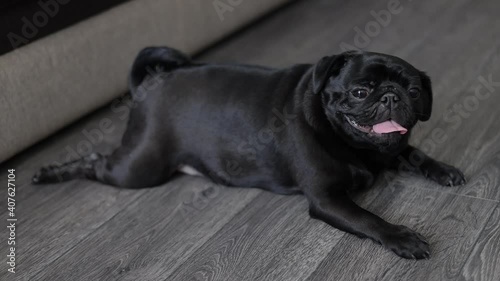 portrait of a black pug dog, in profile