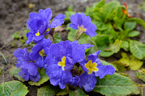 purple blooming primula  primrose  close up