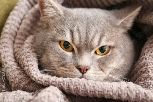 Cute grey cat wrapped in warm plaid at home