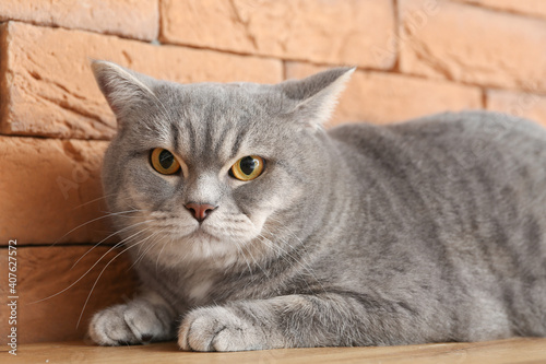 Cute grey cat on table at home © Pixel-Shot