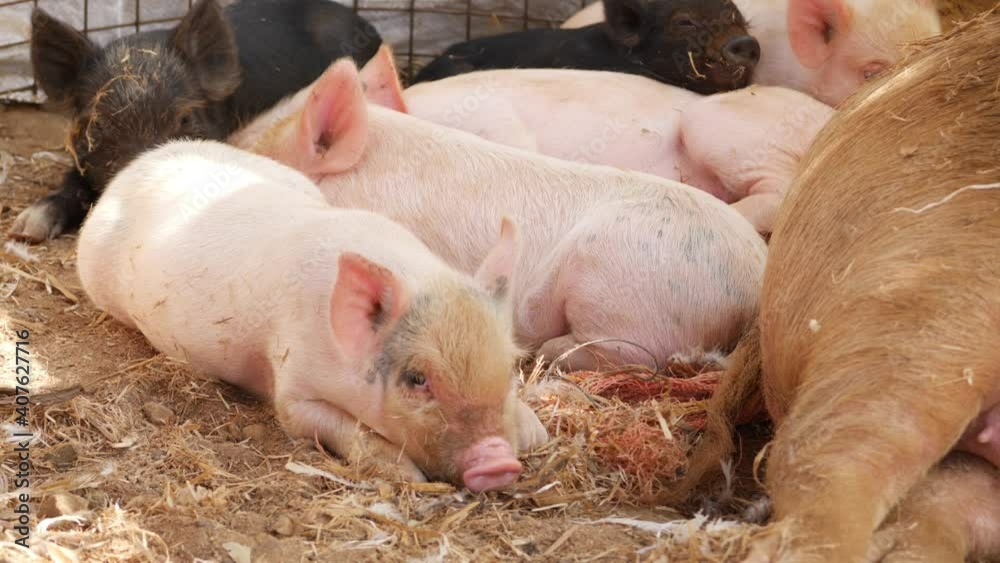 Close view of baby piglets sleeping, Sleeping view of baby piglets Close view of baby piglets sleeping, Sleeping view of baby piglets