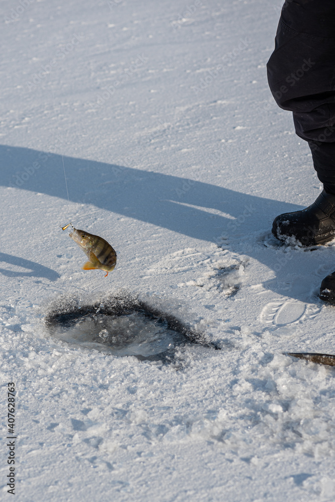 Ice fishing on lake on sunny frosty day. Fisherman holding perch on the hook. Winter activity.