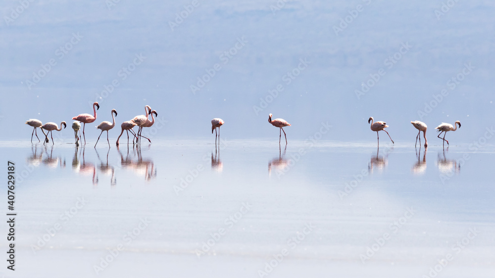 Flamingos in Lake Natron, Tanzania