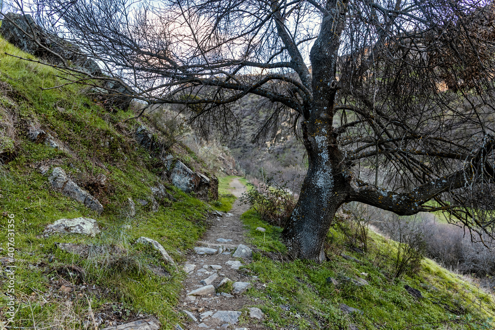 Sendero y roble en el camino de la Parra. Madrid. España. Europa. Sendero y roble en el camino de la Parra. Madrid. España. Europa.