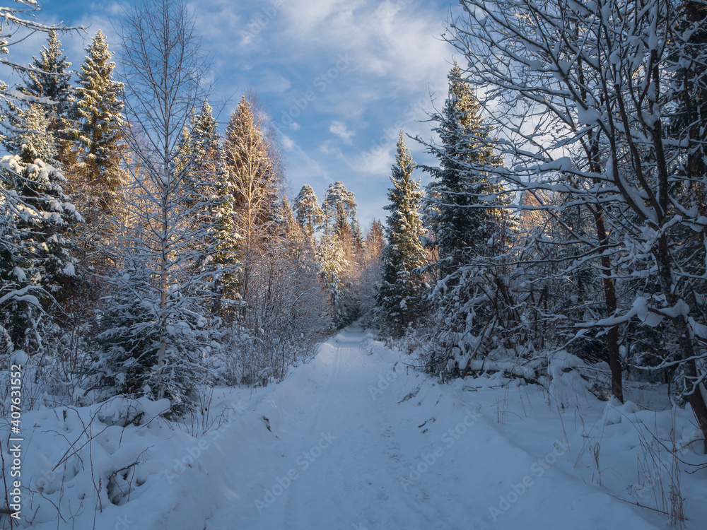 Snowy road and conifer forest on a frosty sunny evening. Winter country road with fir forest in the rays of cold winter Sun.