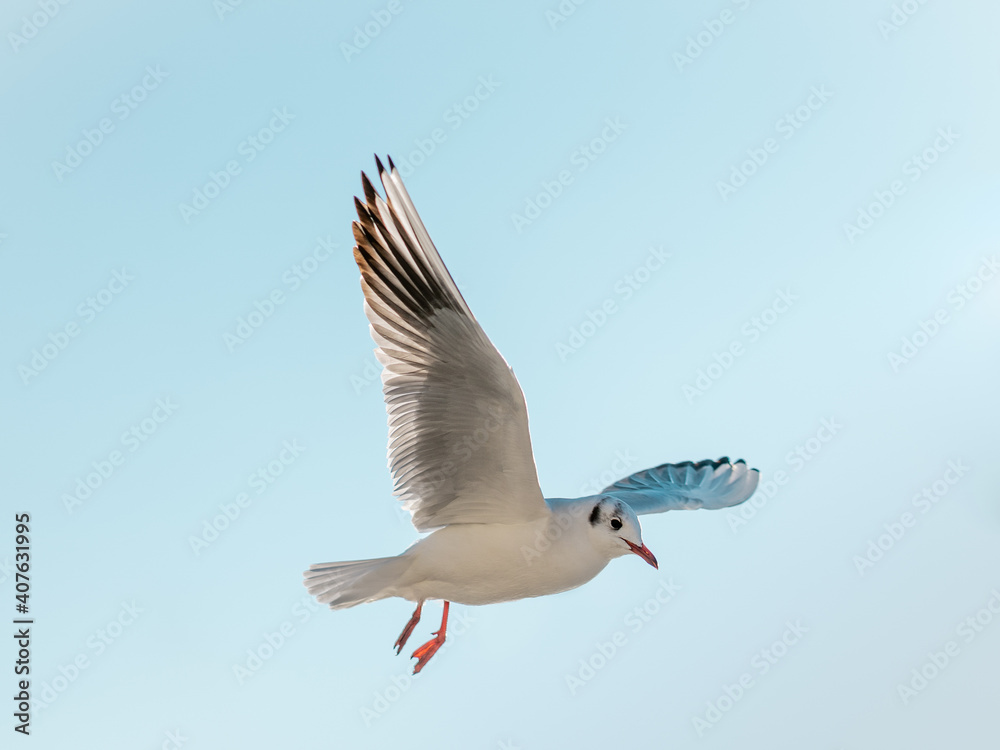 Obraz premium Seagull flying in the sky