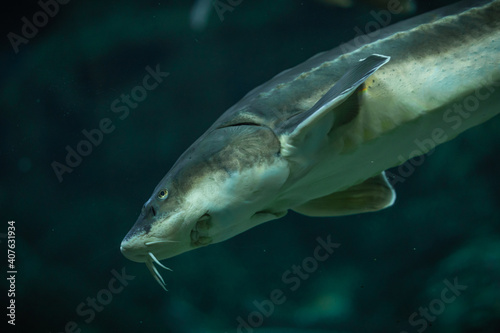Close-up of Sturgeon fish swimming in the aquarium.