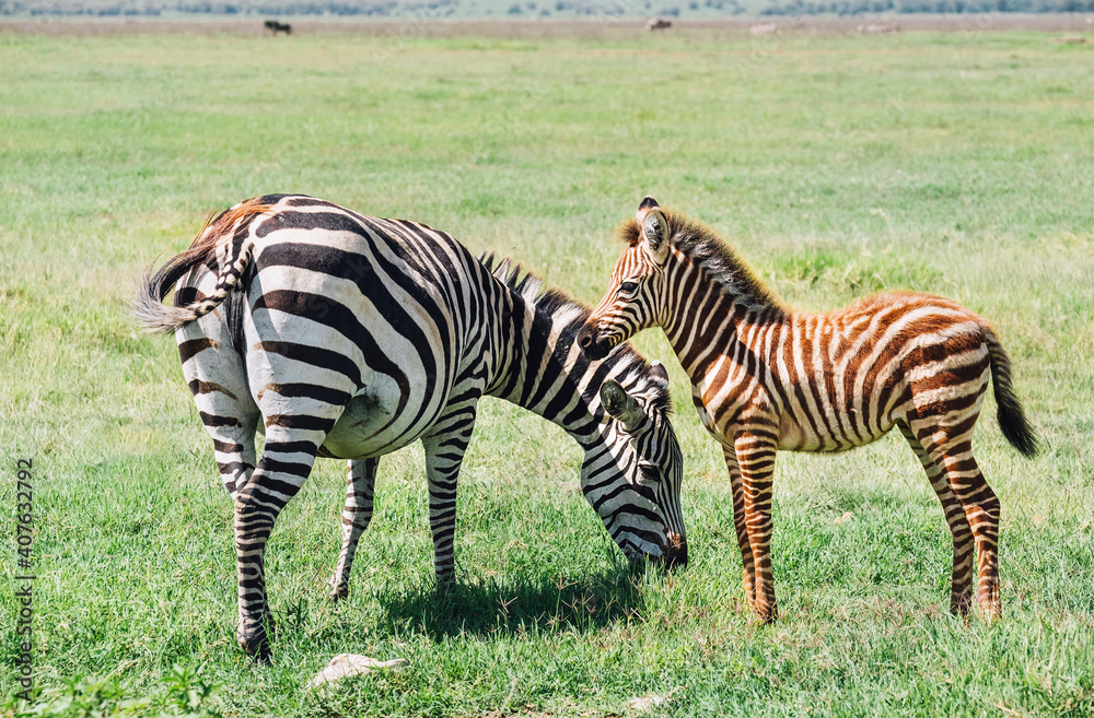 Obraz premium Adult Grant's Zebra standing with her foal in the Ngorongoro Crater Conservation Area, Tanzania, East Africa. Beauty in wild nature and traveling concept.