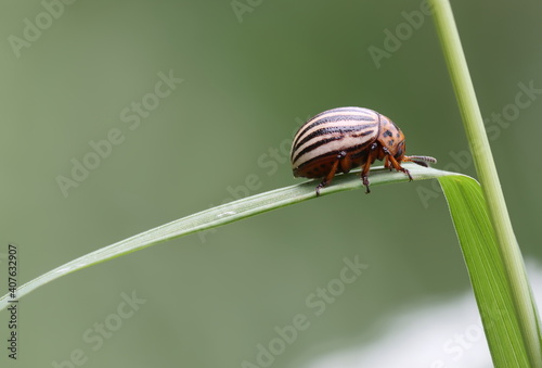 Kartoffelkäfer : Potato Beetle