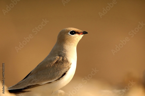 Oriental Pratincole, Glareola maldivarum, Bhigwan Wetlands, Maharashtra, India photo