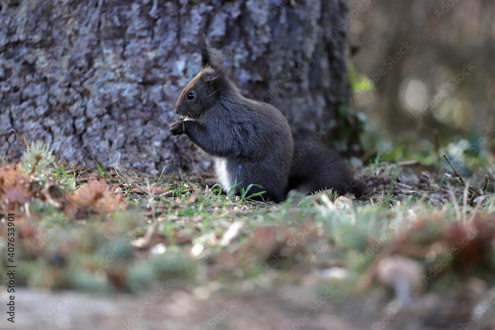 Fototapeta premium Squirrel with one ear eats a nut.