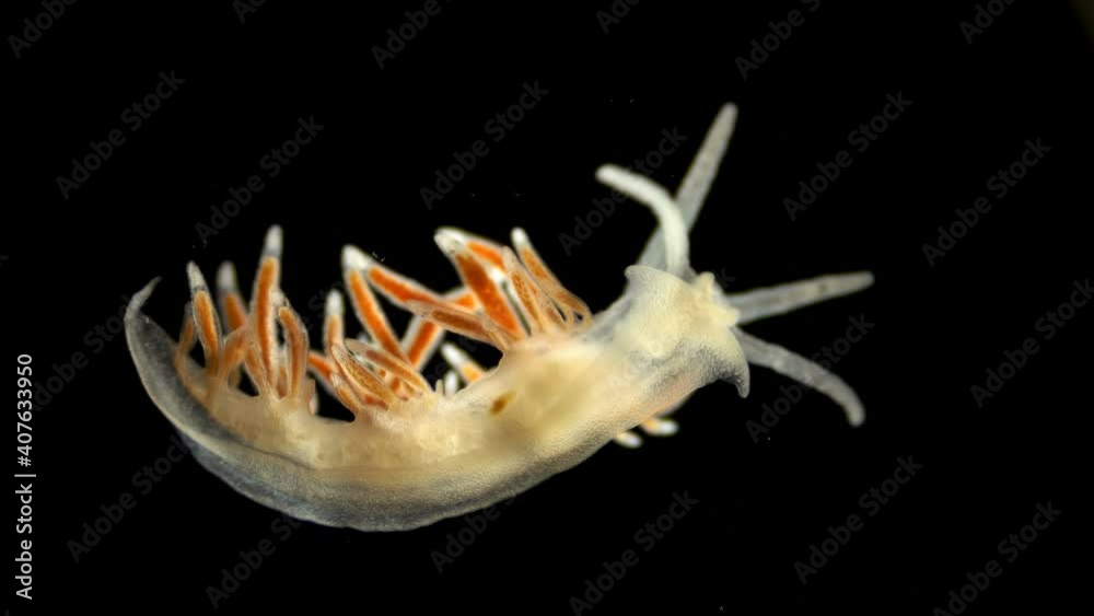 Sea slug Coryphella sp. under a microscope, of the Coryphellidae family ...