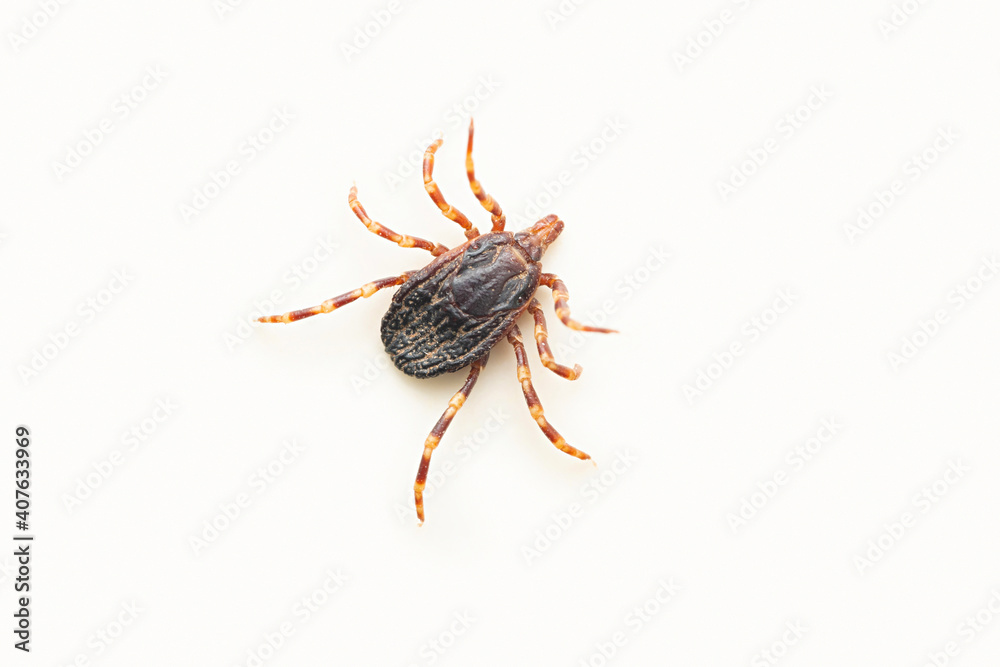Cayenne tick, Amblyomma cajennense, Satara, Maharashtra, India Cayenne tick, Amblyomma cajennense, Satara, Maharashtra, India