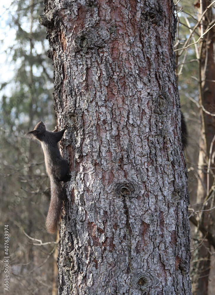 Squirrel on a tree with natural background Squirrel on a tree with natural background