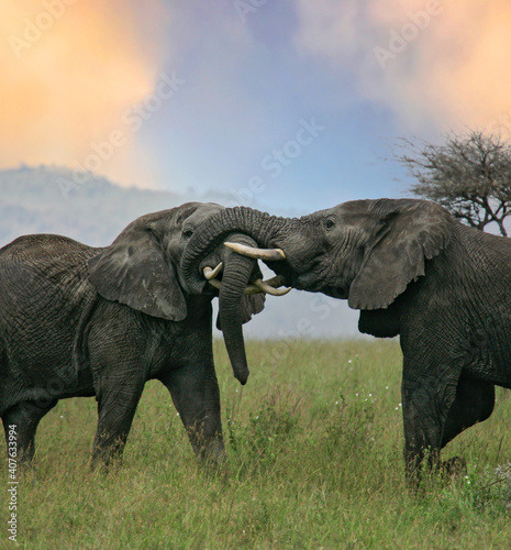 African elephant  Loxodonta africana  two fighting bulls  Serengeti National Park  Tanzania