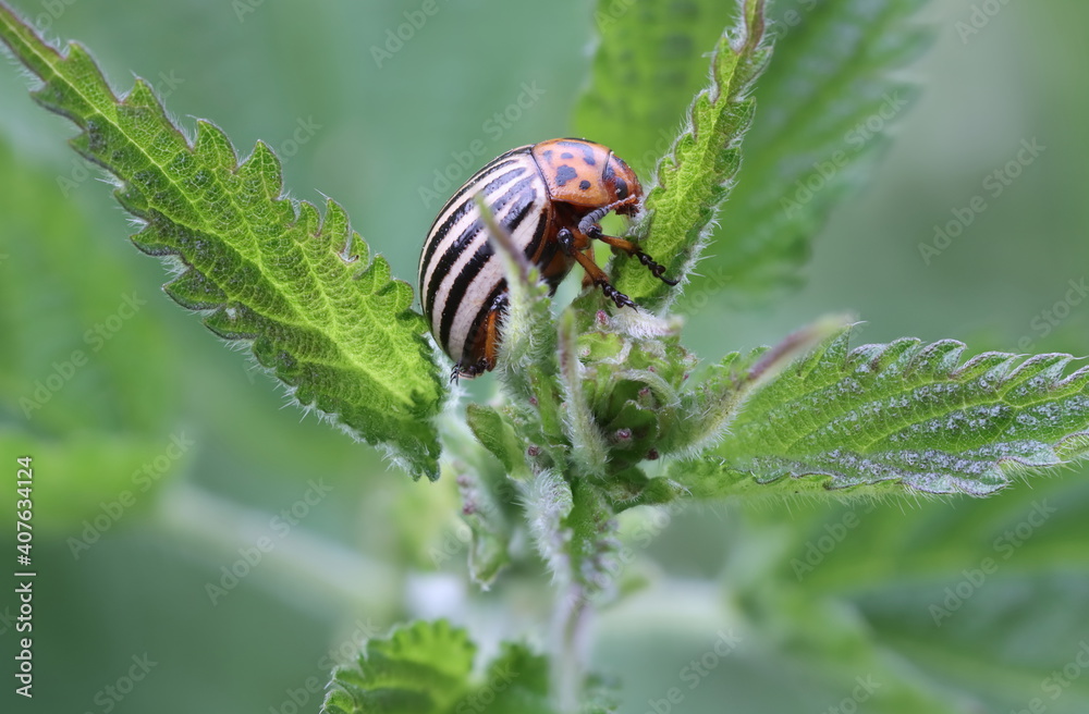 Kartoffelkäfer : Potato Beetle 3 Kartoffelkäfer : Potato Beetle 3