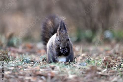 Squirrel eats a nut on a natural background