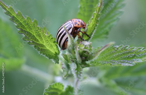 Kartoffelkäfer : Potato Beetle 3