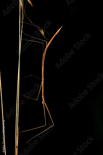 Stick insect, Phobaeticus serratipes, Satara, Maharashtra, India photo