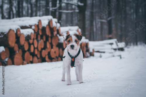 Fototapeta Naklejka Na Ścianę i Meble -  Cute Parson Russell Terrier Winter Portrait