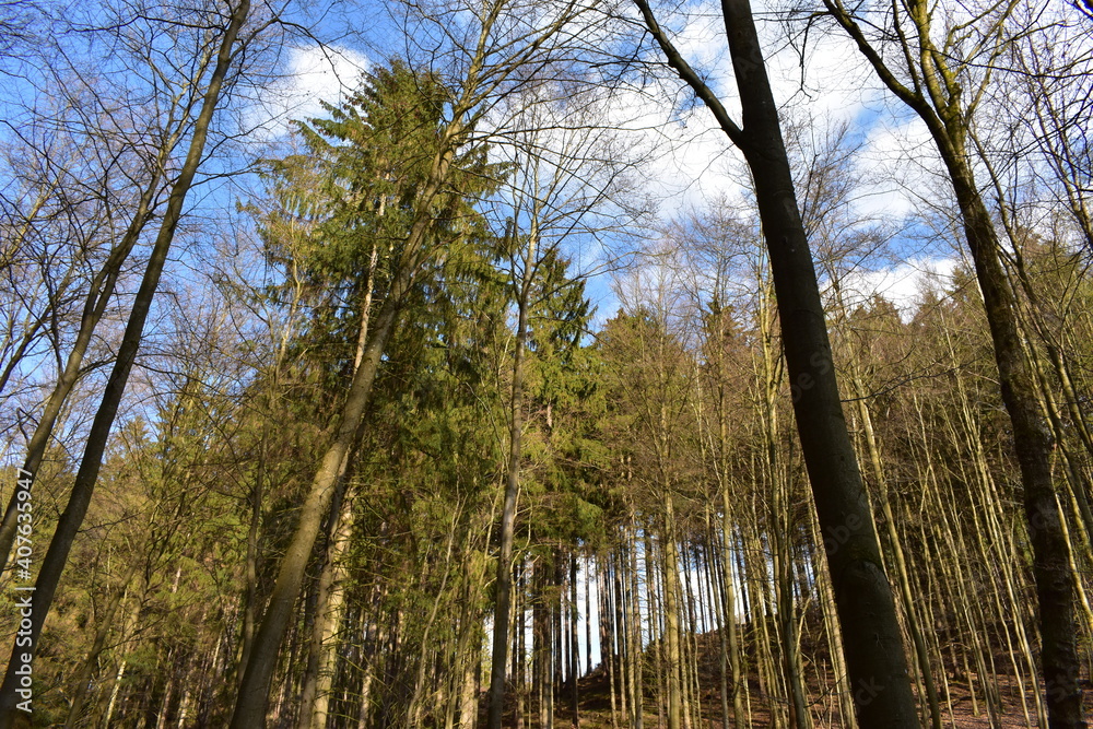 Obraz premium Waldfotografie