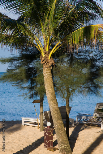 Palmtree,Sea star Resort,  Phu Quoc, Vietnam, Asia photo