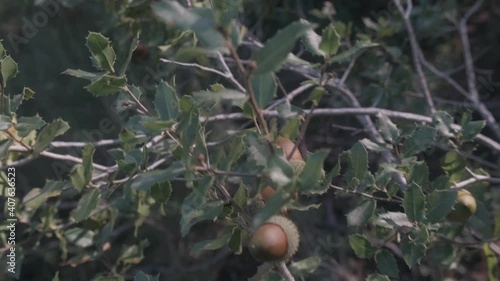 Detail of some acorns on the oak tree with branches with green leaves in the middle of the forest in Catalonia, Spain