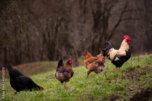 a white and black rooster sitting with his chickens in the garden and nibbling on the green grass. a group of domestic birds at the farm near the forest