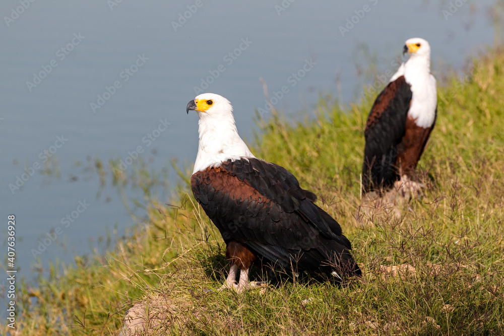 Fototapeta premium couple of african fish eagles sitting on ground close up