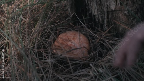 Person picking and gathering an edible orange wild mushroom and cutting the base of the mushroom with a razor in a forest in Catalonia in Spain
