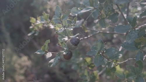 Detail of some acorns on the oak tree with branches with green leaves in the middle of the forest in Catalonia, Spain