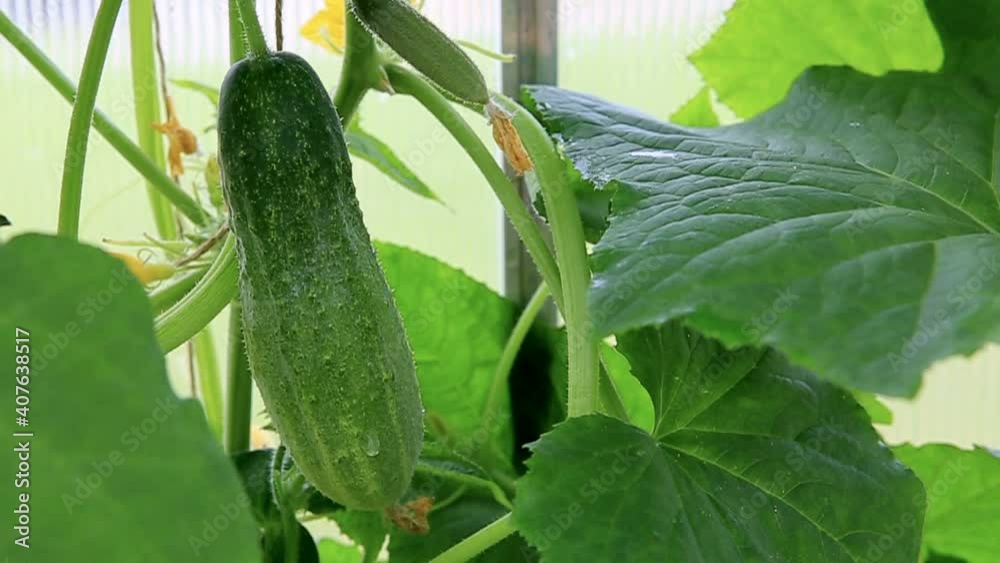 Ripening flowering cucumbers on the branches among the leaves.