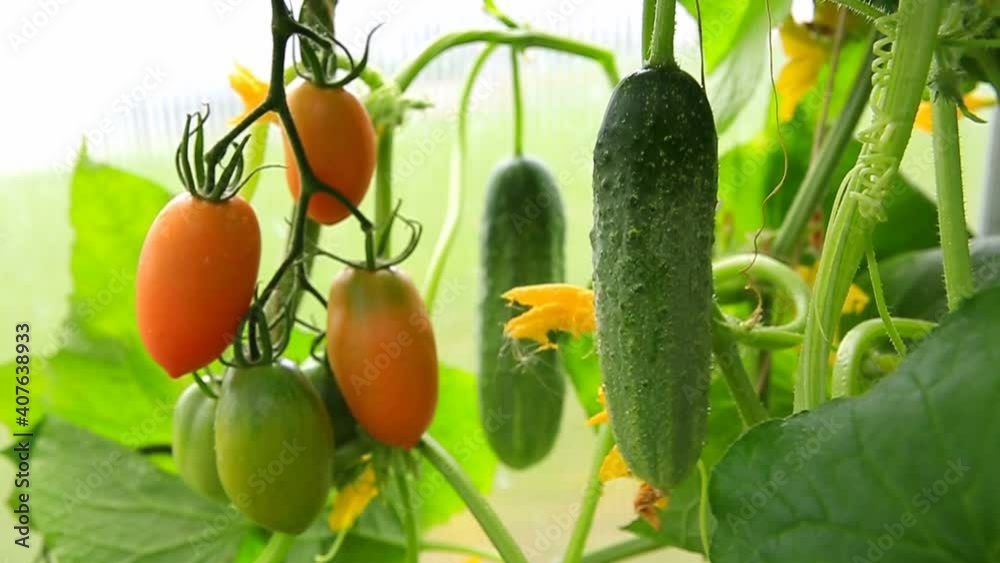 Ripening flowering cucumbers and tomatoes on the branches among the leaves.