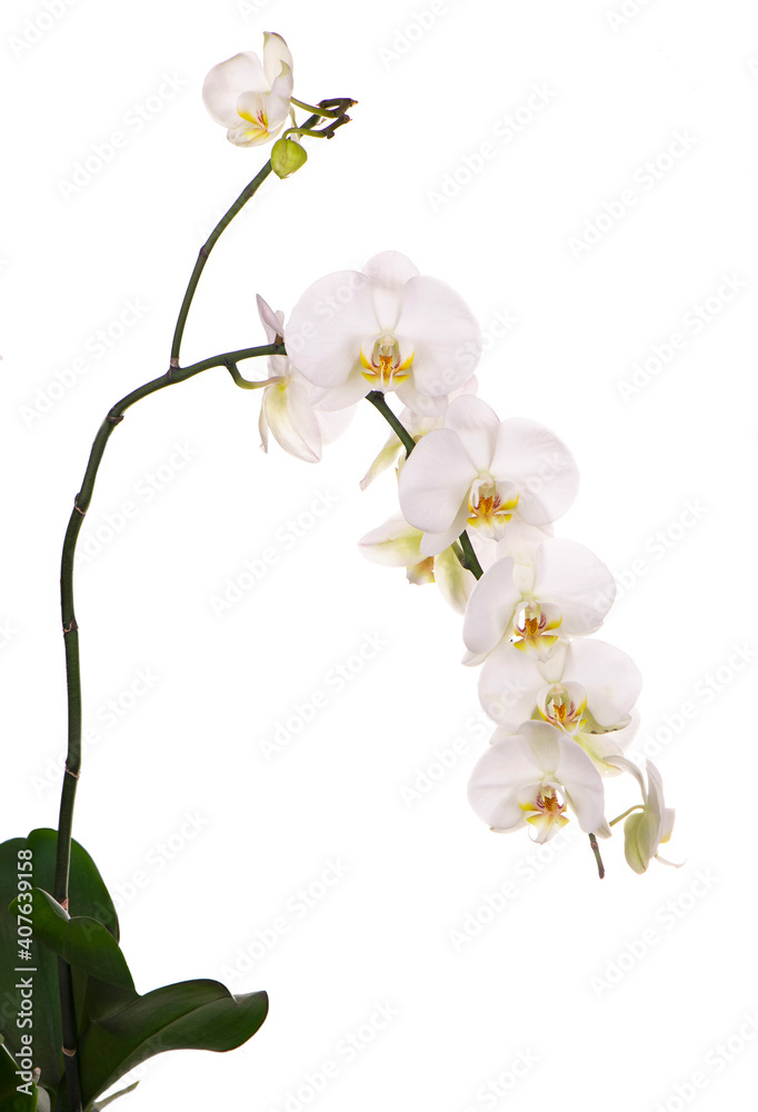 Branch with tropical orchid flowers on white background Branch with tropical orchid flowers on white background