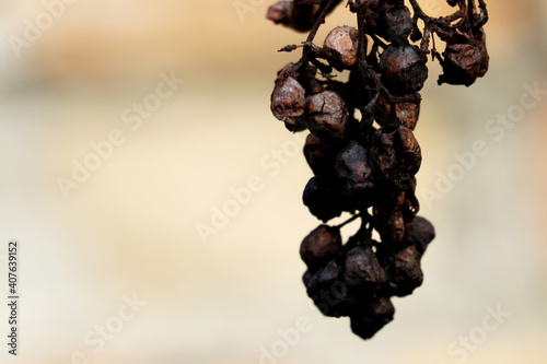Rotten grapes - high detail - blurred background - macro