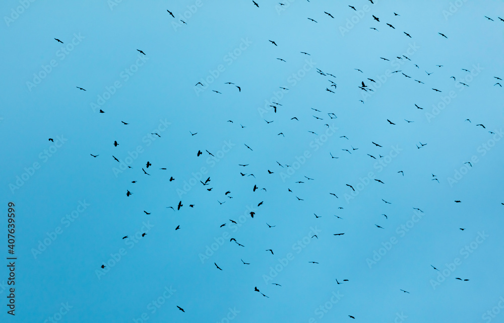 A flock of birds isolated on blue sky. A flock of birds isolated on blue sky.