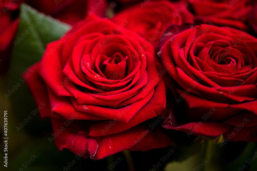 Fototapeta premium Red rose flowers as background.